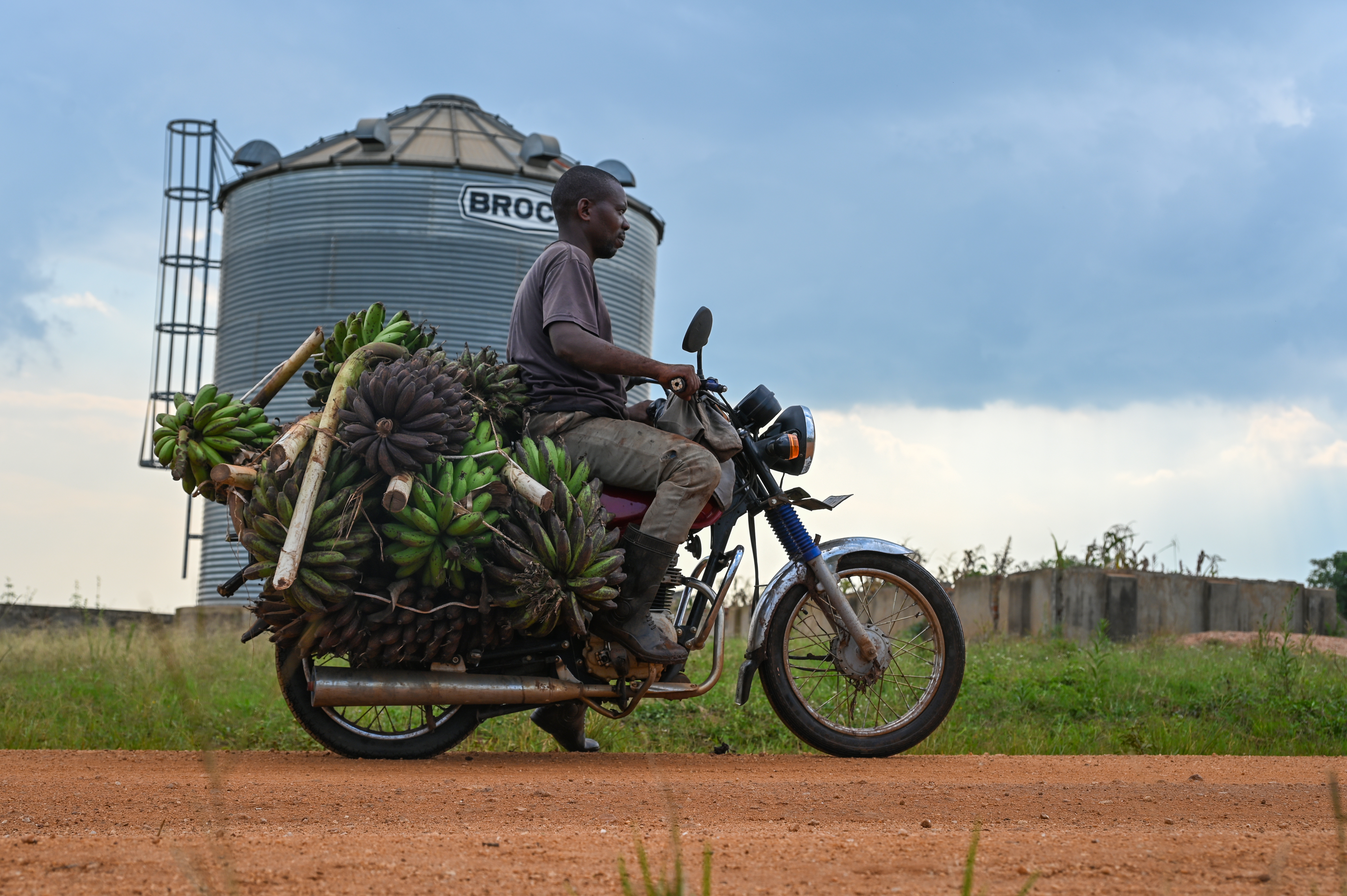 A gentleman is riding a motorbike on a dirt road; it is laden with green cooking bananas