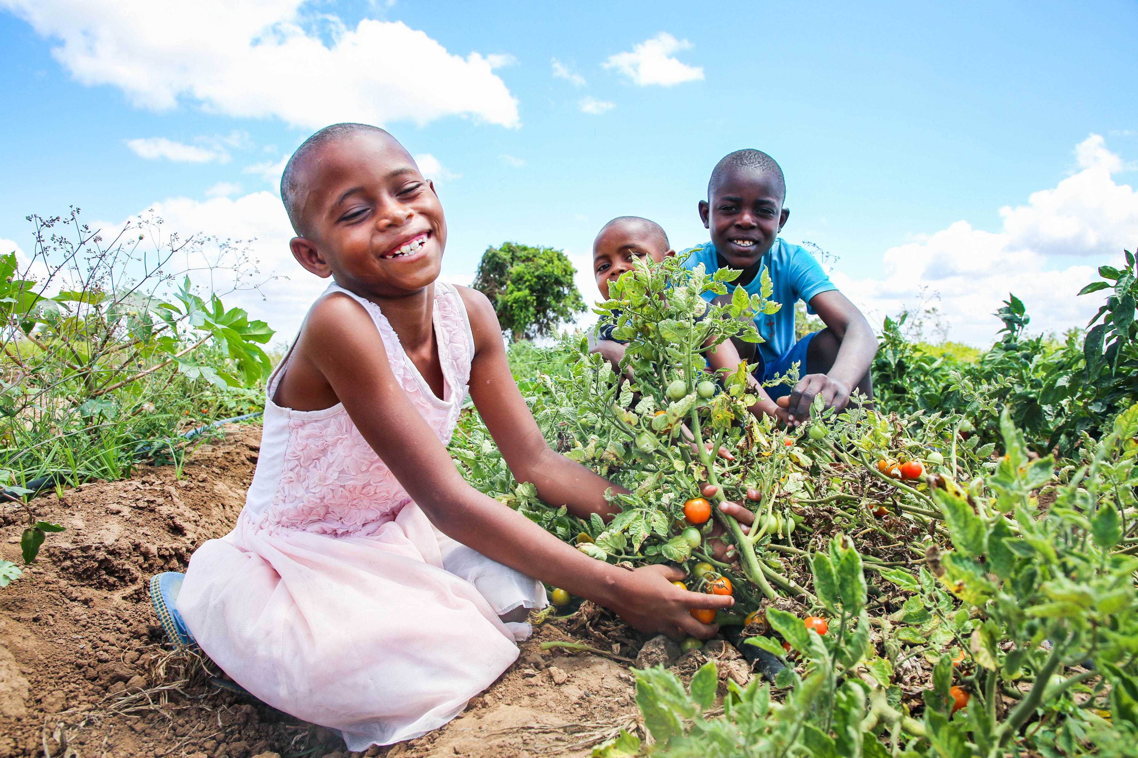 Children smiling in a tomato field