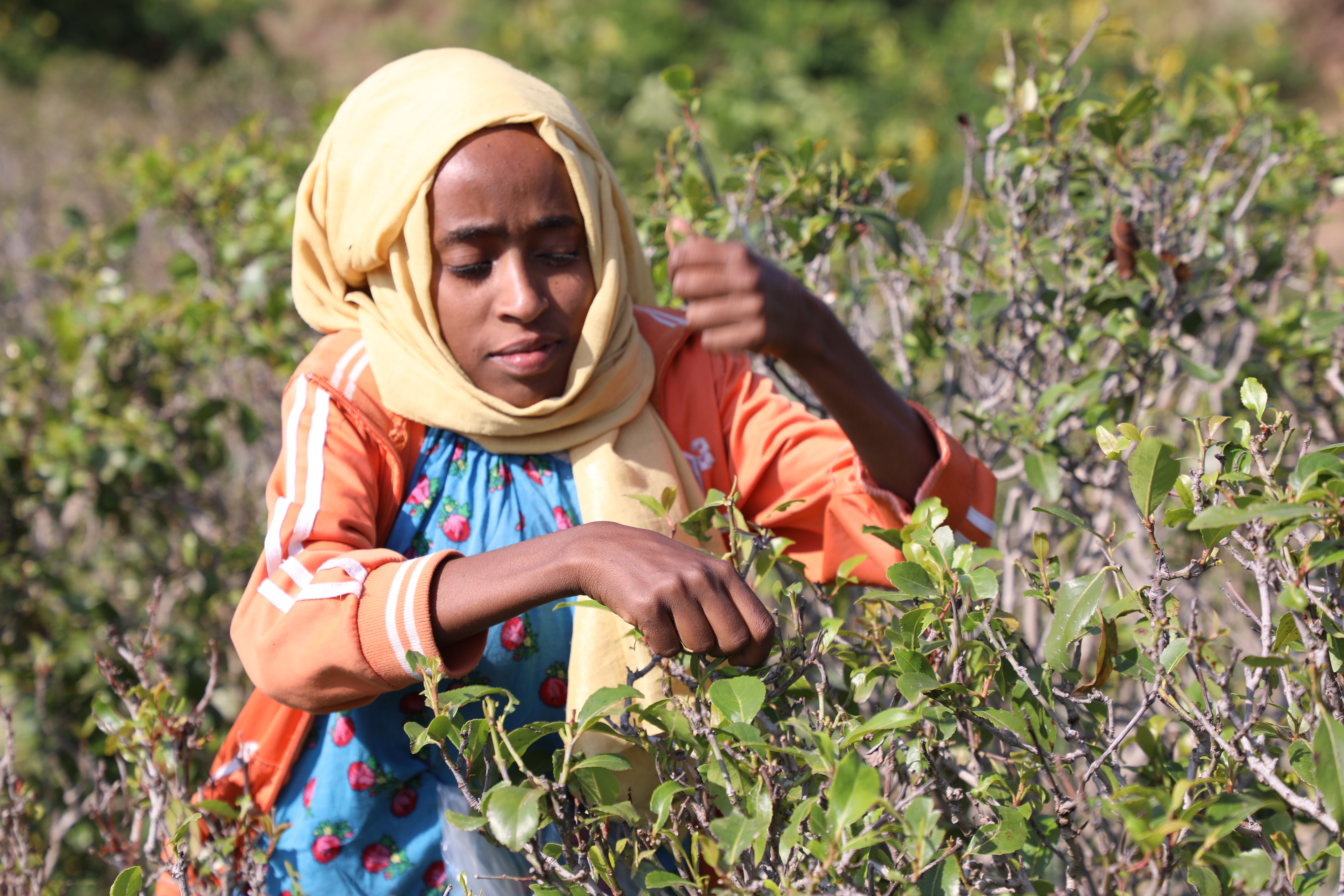 Merem, 16, left school to collect Khat leaves