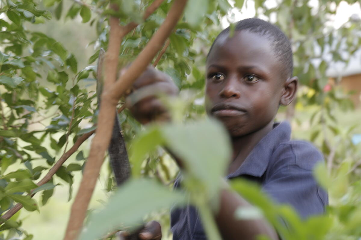 Naaman among the trees he's regrowing
