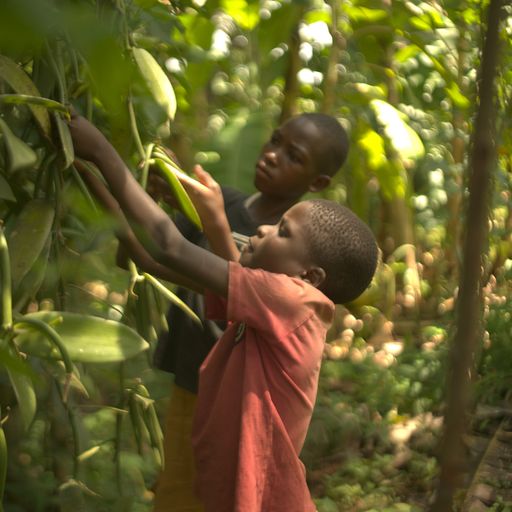 Children harvesting vanilla