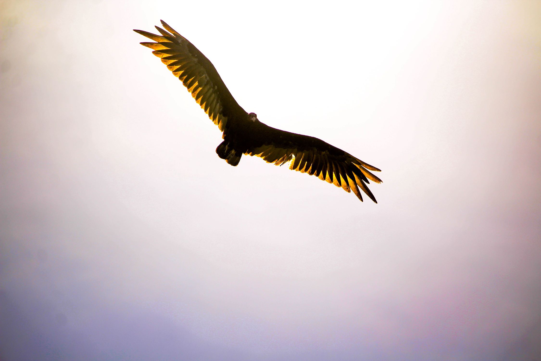 Eagle soaring